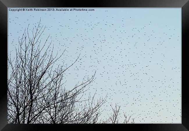 A startling Starling migration Framed Print by Keith Robinson