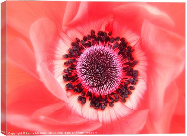 Anemone Deverlish Canvas Print by Laura McGlinn Photog