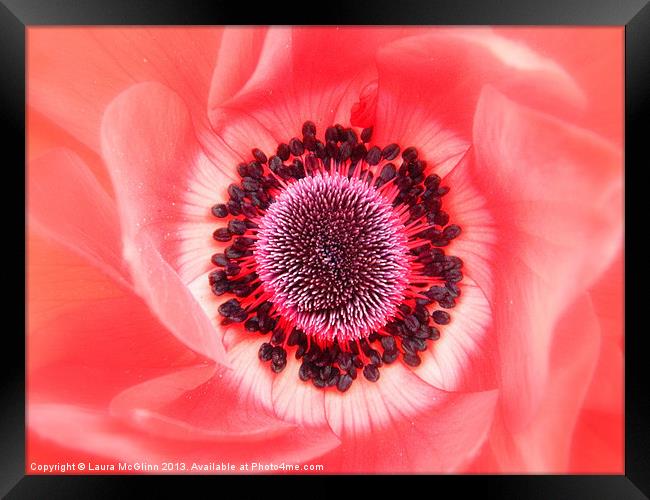 Anemone Deverlish Framed Print by Laura McGlinn Photog