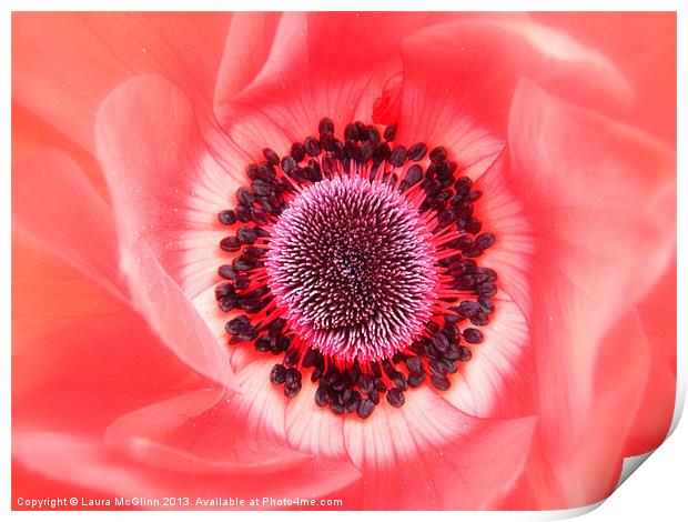 Anemone Deverlish Print by Laura McGlinn Photog