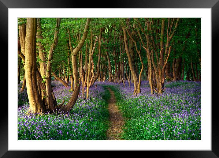 Sussex Bluebells Framed Mounted Print by sam moore