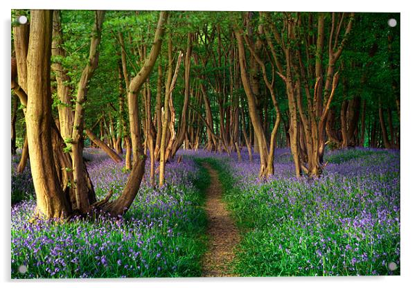 Sussex Bluebells Acrylic by sam moore