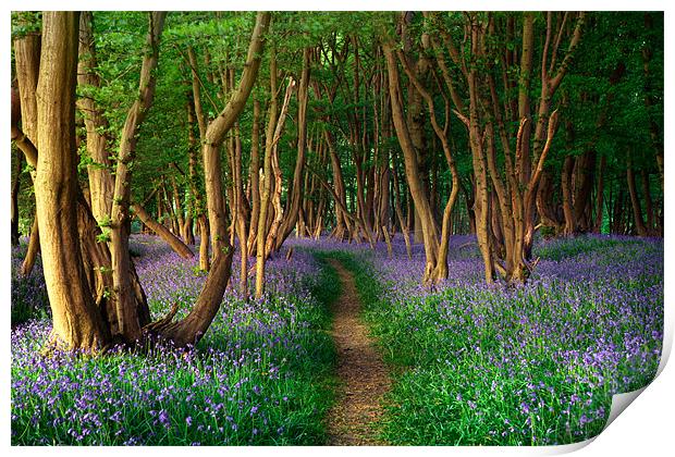 Sussex Bluebells Print by sam moore