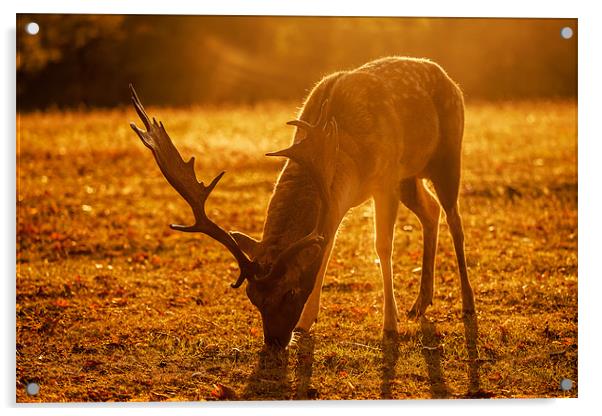 Sussex Deer at Sunrise Acrylic by sam moore