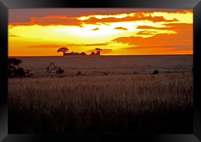 Serengeti Dawn Framed Print by Tony Murtagh