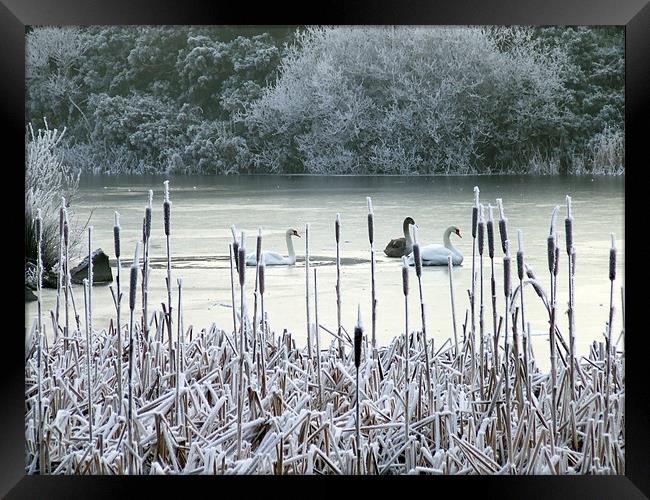 Winter swans on frozen lake Framed Print by Dave Wyllie