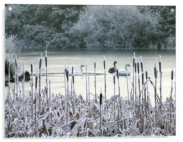 Winter swans on frozen lake Acrylic by Dave Wyllie