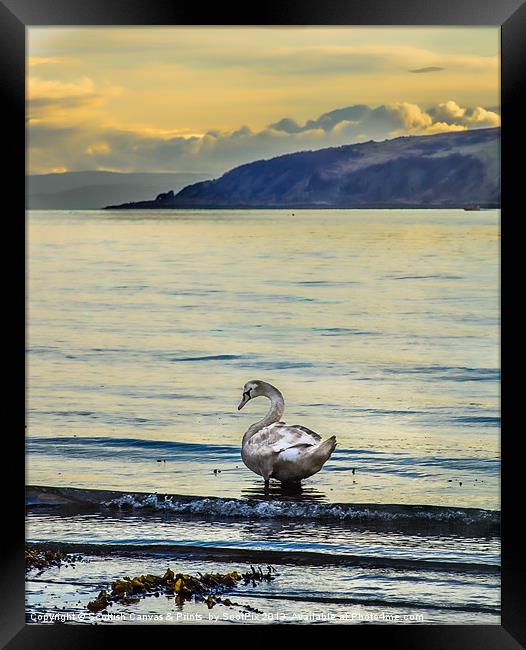 Swan Framed Print by Tylie Duff Photo Art