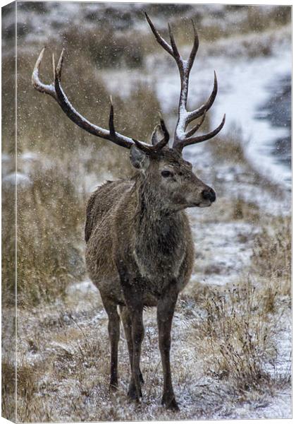 Red Deer Stag in the Snow Canvas Print by Derek Beattie