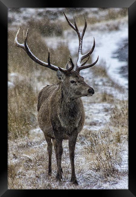 Red Deer Stag in the Snow Framed Print by Derek Beattie