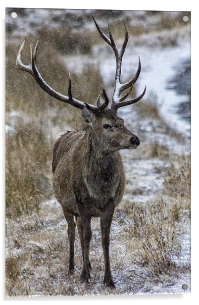 Red Deer Stag in the Snow Acrylic by Derek Beattie