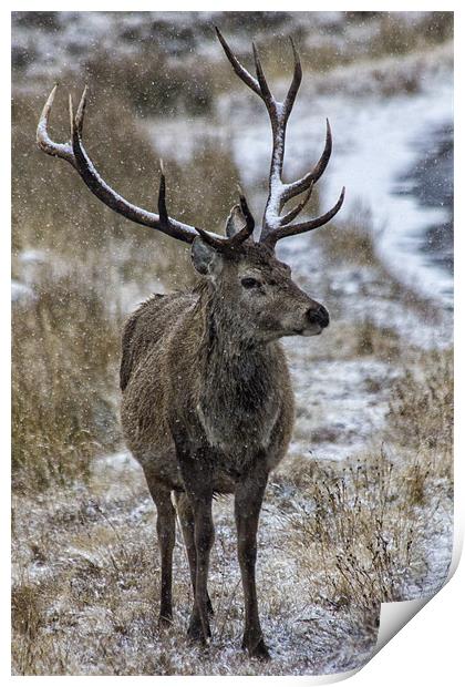 Red Deer Stag in the Snow Print by Derek Beattie