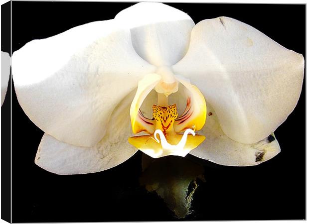 1091-beautiful orchid Canvas Print by elvira ladocki
