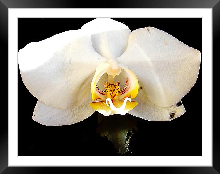 1091-beautiful orchid Framed Mounted Print by elvira ladocki