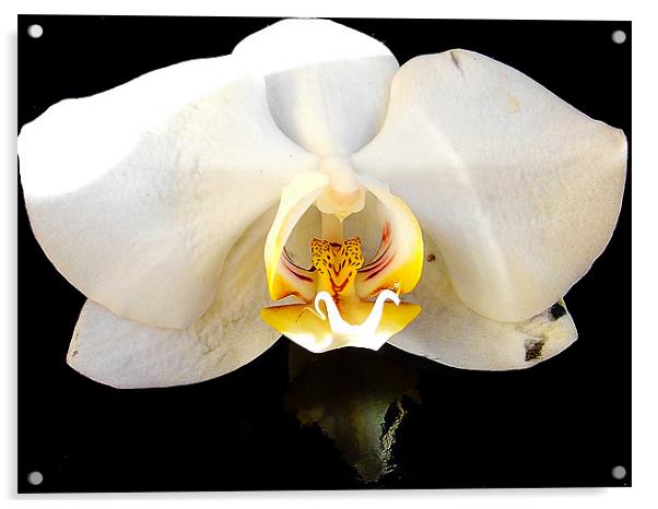 1091-beautiful orchid Acrylic by elvira ladocki