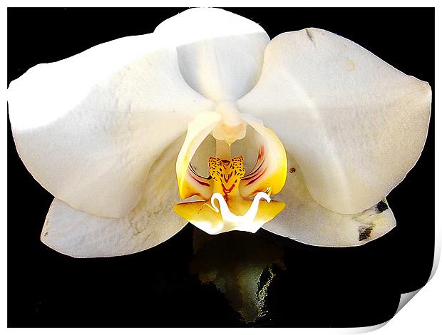 1091-beautiful orchid Print by elvira ladocki