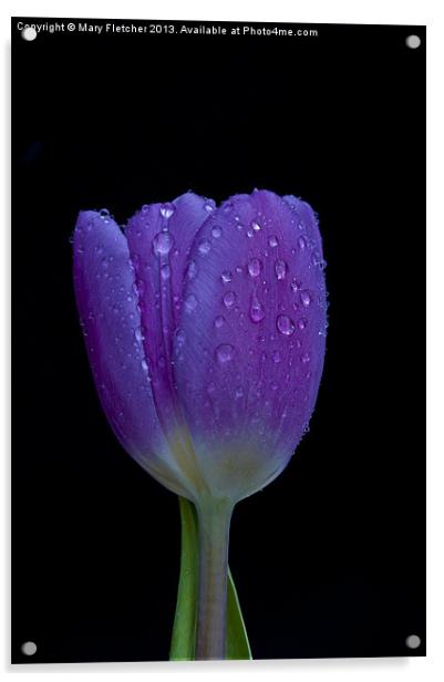 Tulip Acrylic by Mary Fletcher