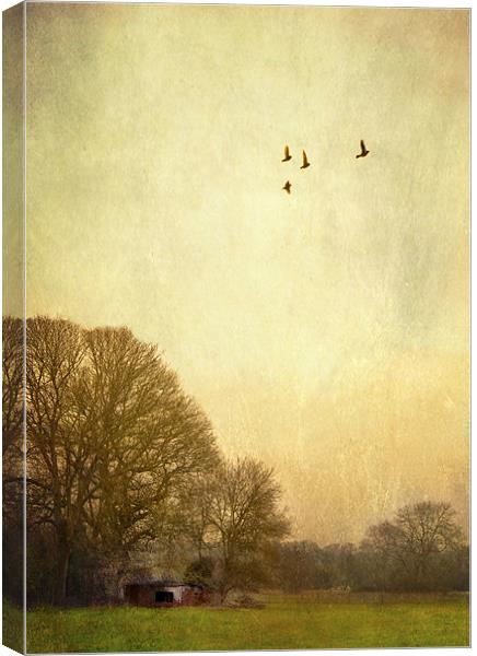 one day i will fly away Canvas Print by Dawn Cox