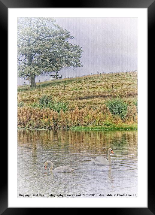 2 Swans Framed Mounted Print by Julie Coe