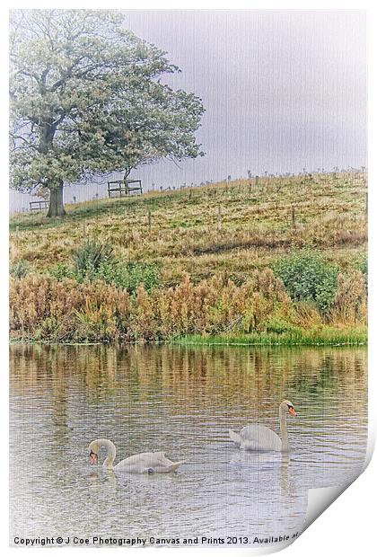 2 Swans Print by Julie Coe
