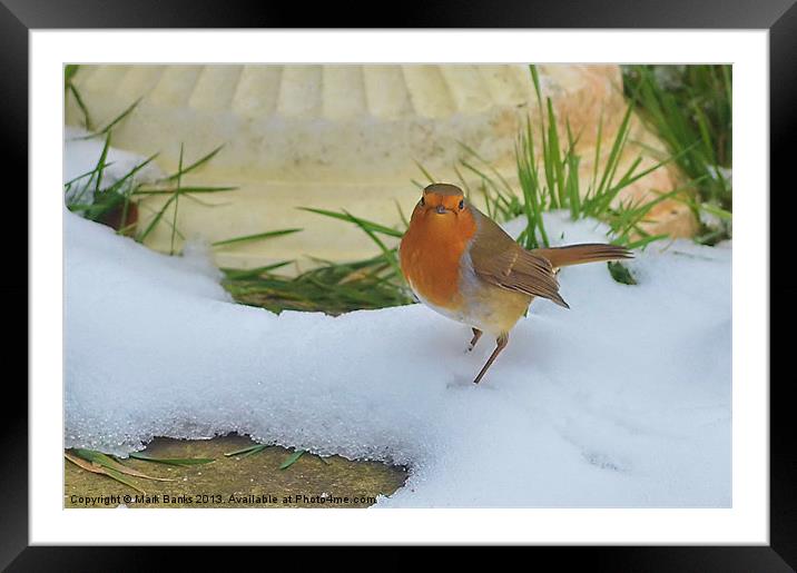 Snow Robin Framed Mounted Print by Mark  F Banks