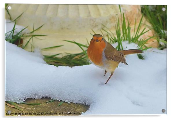Snow Robin Acrylic by Mark  F Banks