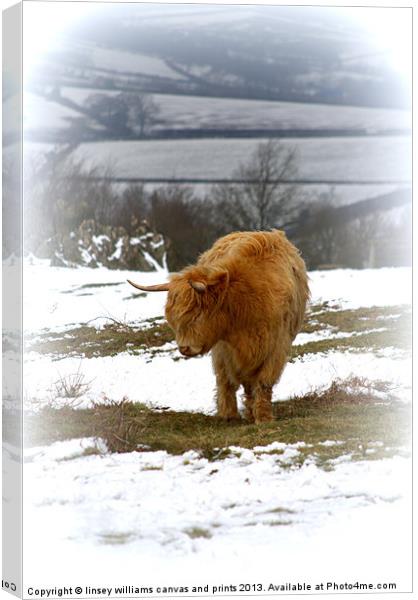 Highland Cow Canvas Print by Linsey Williams