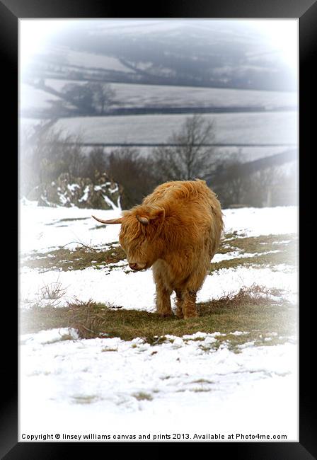 Highland Cow Framed Print by Linsey Williams