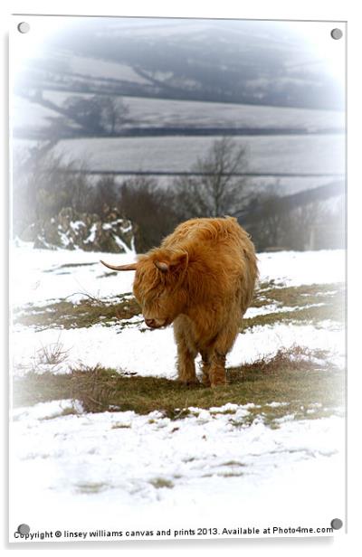 Highland Cow Acrylic by Linsey Williams