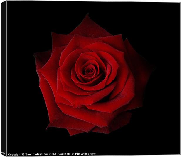 Red Rose Canvas Print by Simon Alesbrook