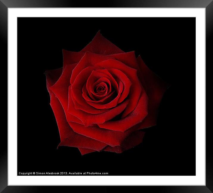 Red Rose Framed Mounted Print by Simon Alesbrook