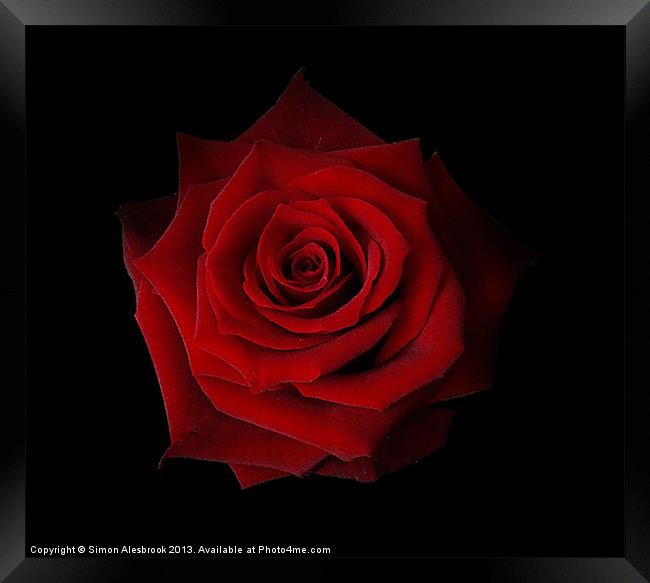 Red Rose Framed Print by Simon Alesbrook