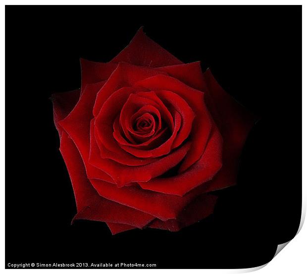 Red Rose Print by Simon Alesbrook
