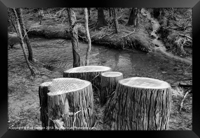 Stumped BW Framed Print by Rod Ohlsson