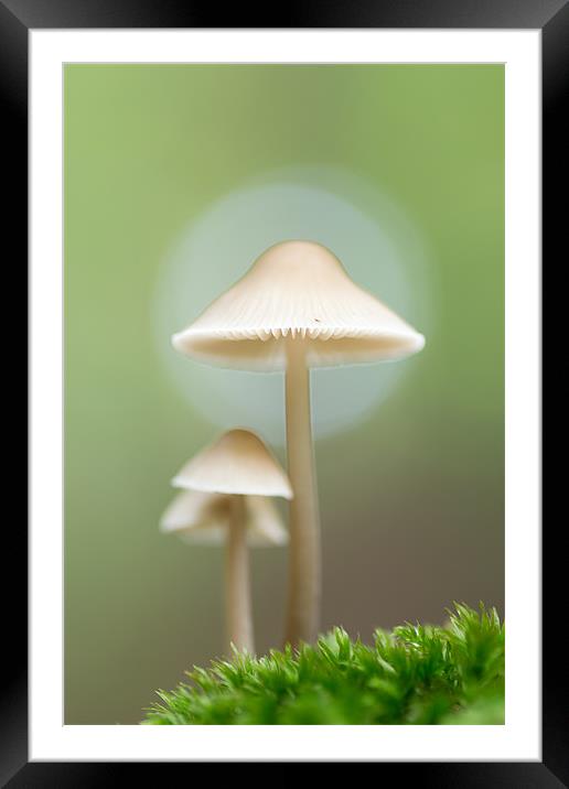 Family of Mushrooms Framed Mounted Print by Maxim van Asseldonk