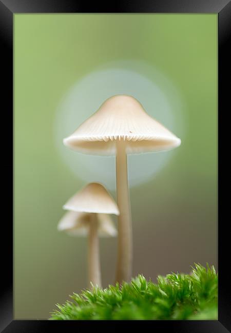 Family of Mushrooms Framed Print by Maxim van Asseldonk
