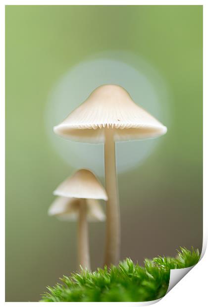 Family of Mushrooms Print by Maxim van Asseldonk