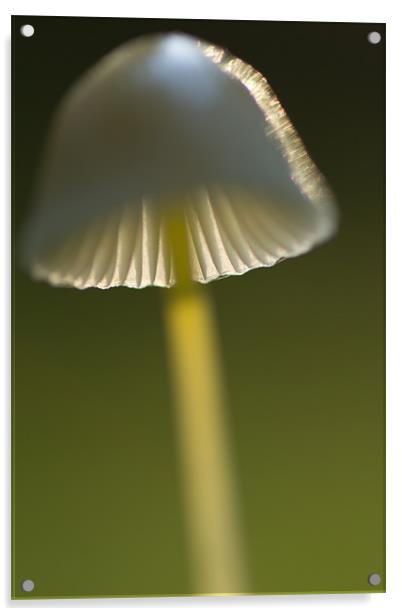 Mycena epipterigya Acrylic by Maxim van Asseldonk