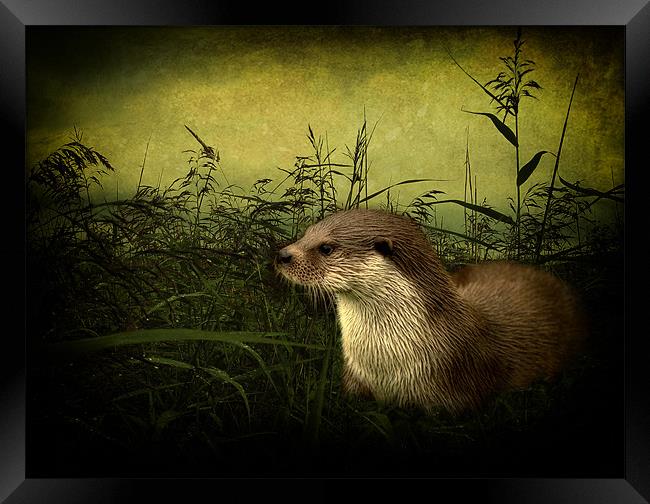 Otter Framed Print by Debra Kelday