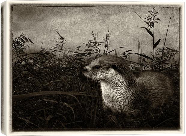 Otter (plate effect) Canvas Print by Debra Kelday