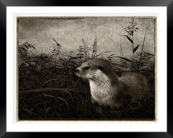 Otter (plate effect) Framed Mounted Print by Debra Kelday
