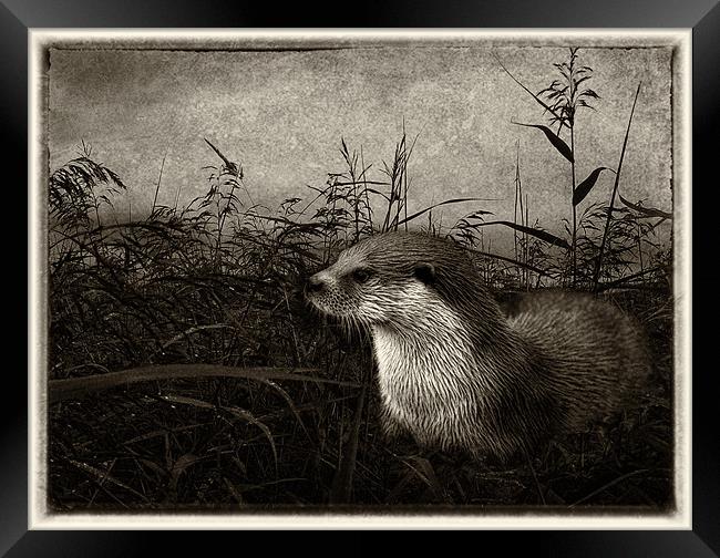 Otter (plate effect) Framed Print by Debra Kelday