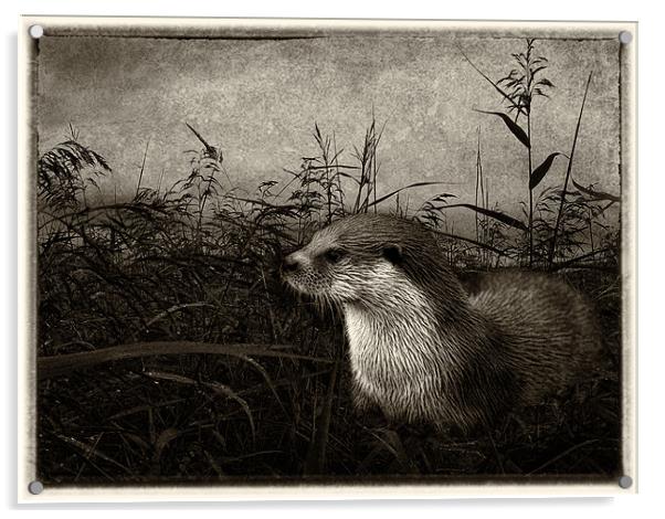 Otter (plate effect) Acrylic by Debra Kelday