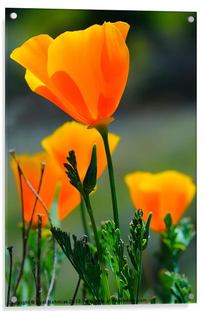 California Poppy Acrylic by Eyal Nahmias