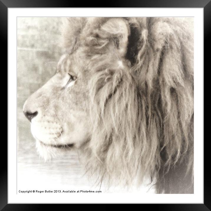 The Lion King Framed Mounted Print by Roger Butler
