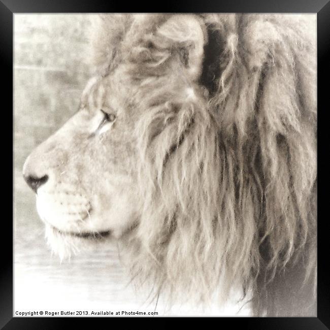 The Lion King Framed Print by Roger Butler