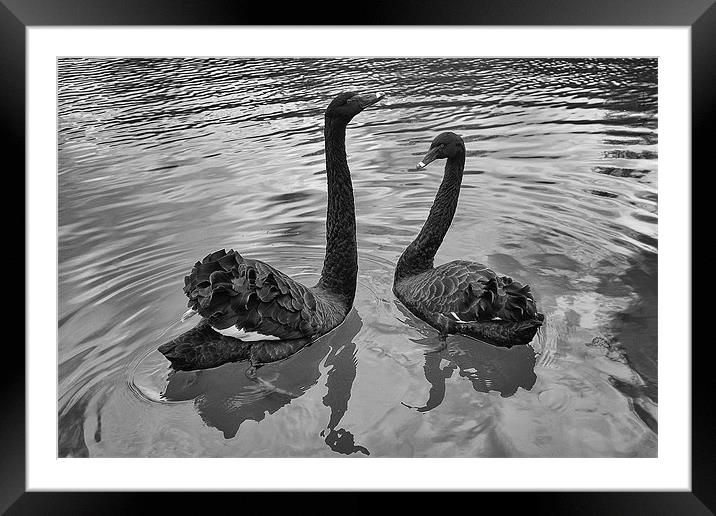 Black Swans Framed Mounted Print by Dean Messenger