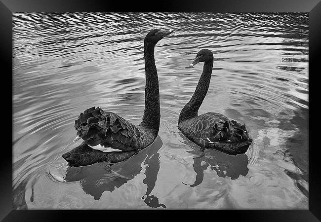 Black Swans Framed Print by Dean Messenger