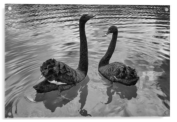 Black Swans Acrylic by Dean Messenger