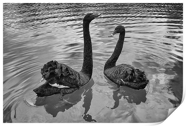 Black Swans Print by Dean Messenger
